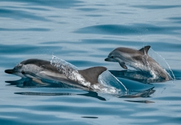 Dolphins Cruise goa